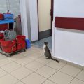 Darıca Farabi Devlet Hastanesi Geleneksel ve Tamamlayıcı Tıp Ünitesi logosu